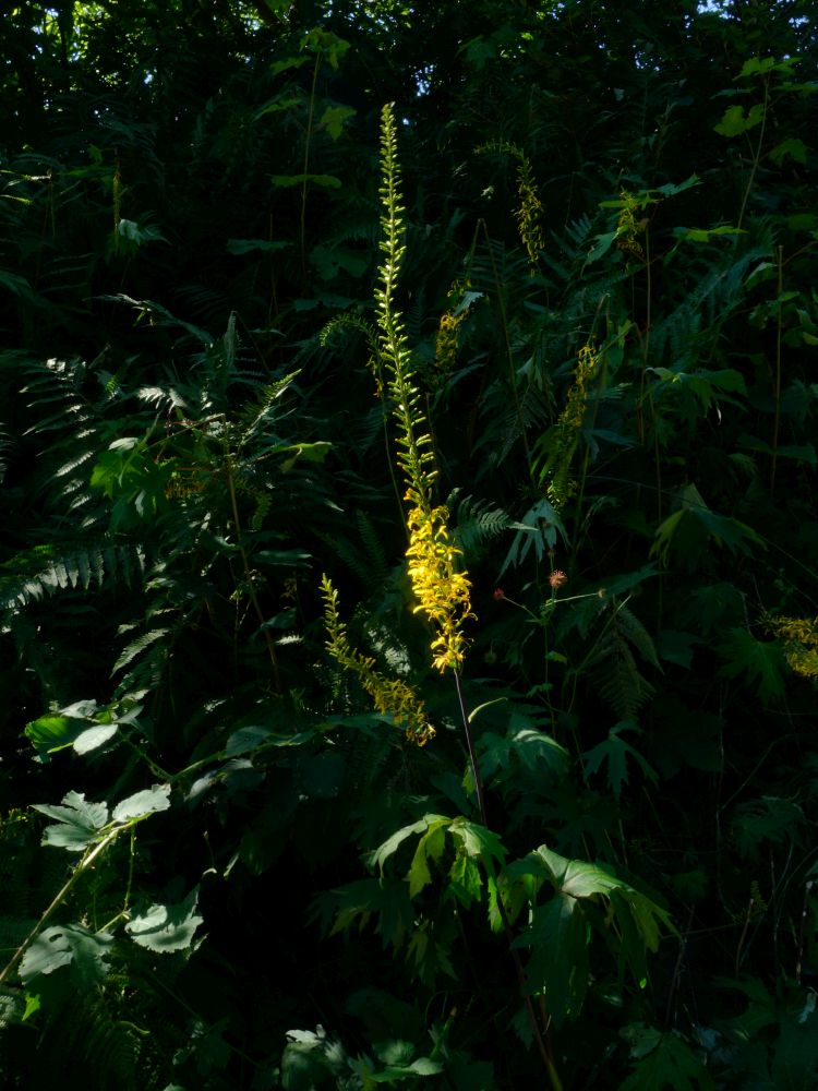 Blüte von Goldkolben