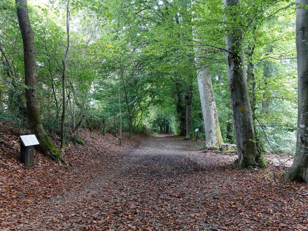 Waldweg