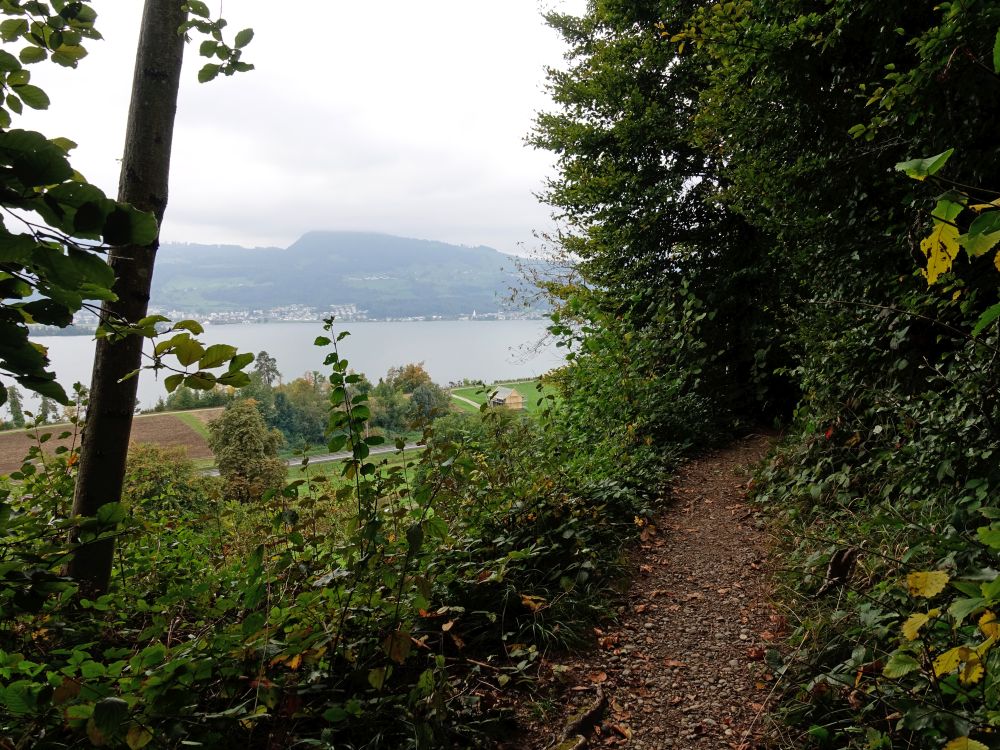 Blick zum Zürichsee