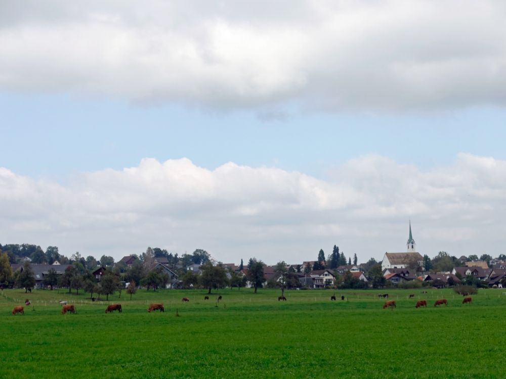 Kühe vor Hombrechtikon