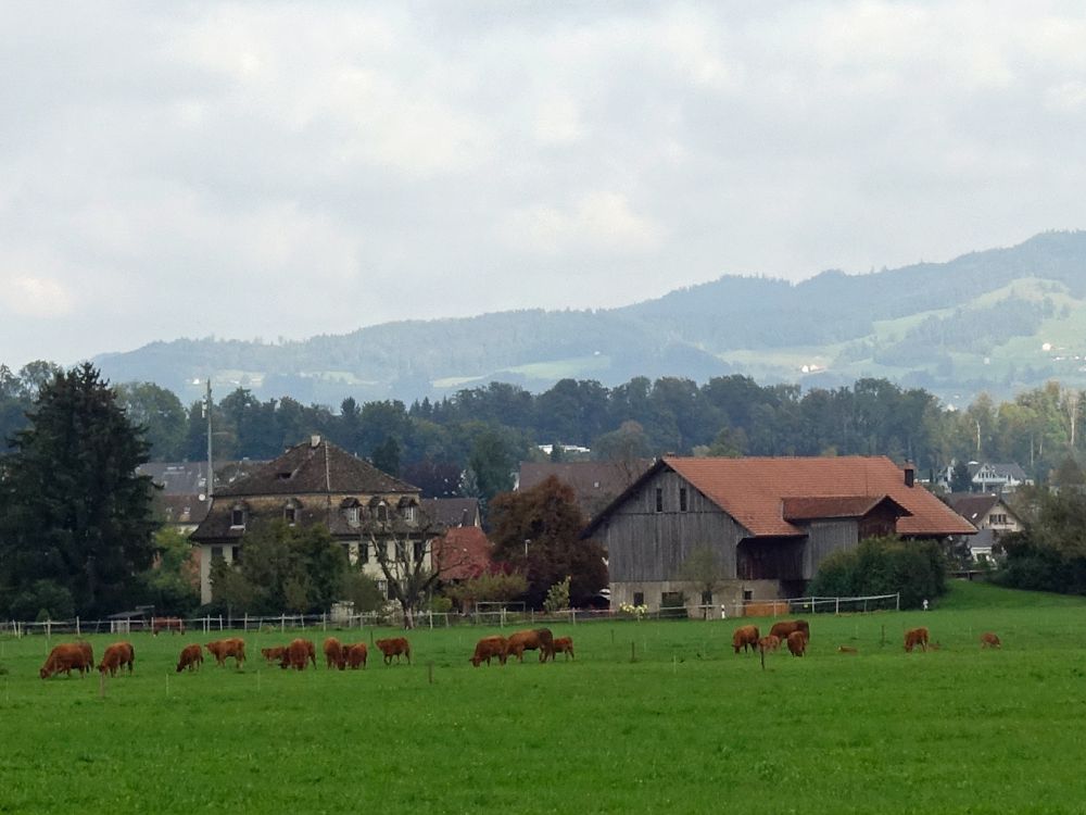 Kühe vor Hombrechtikon