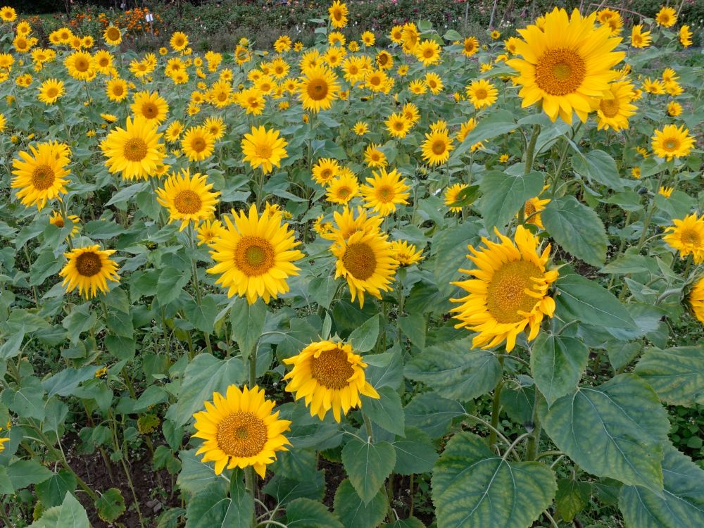 Sonnenblumen