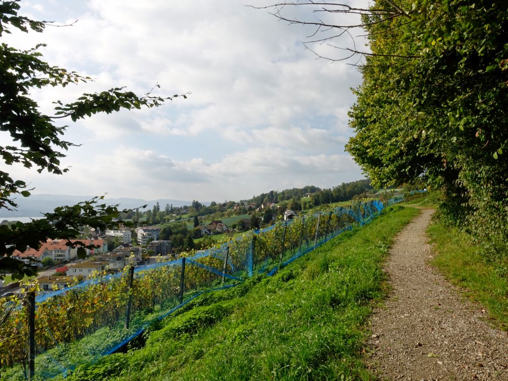 Weinberg über Stäfa