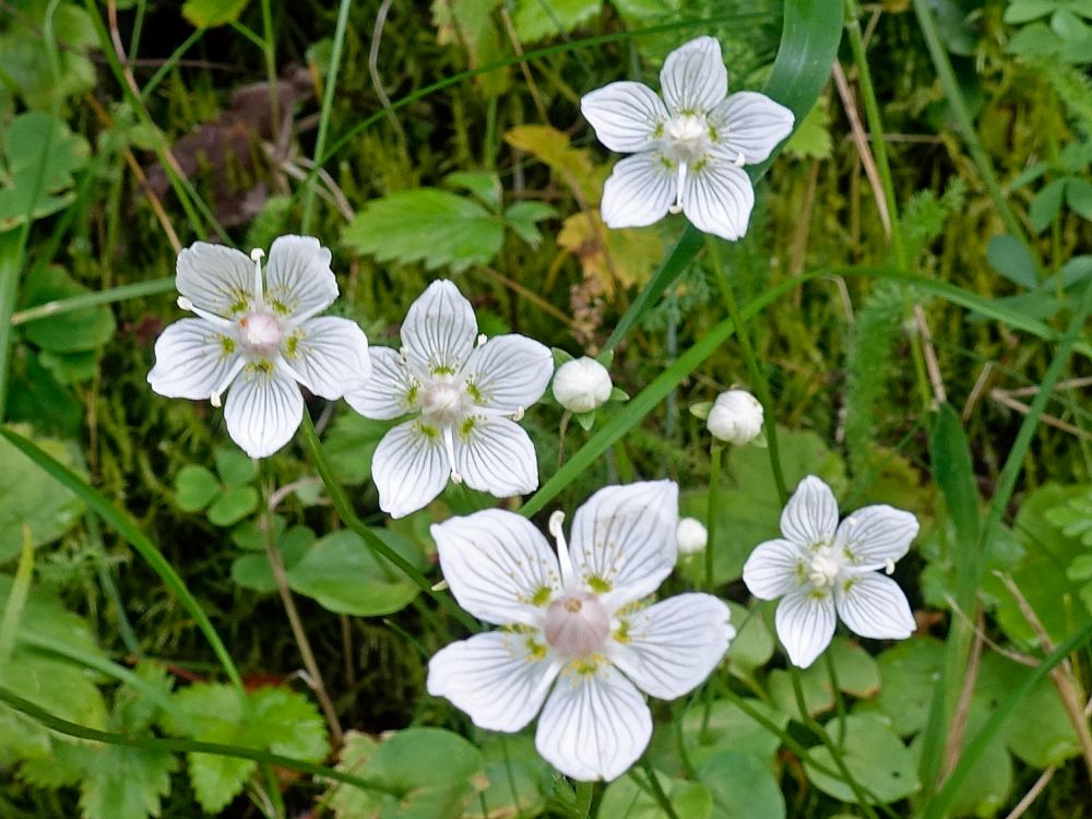 Blüten Sumpf-Herzblatt