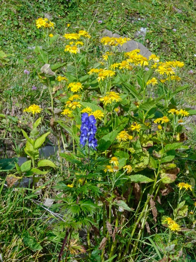 Alpenblumen