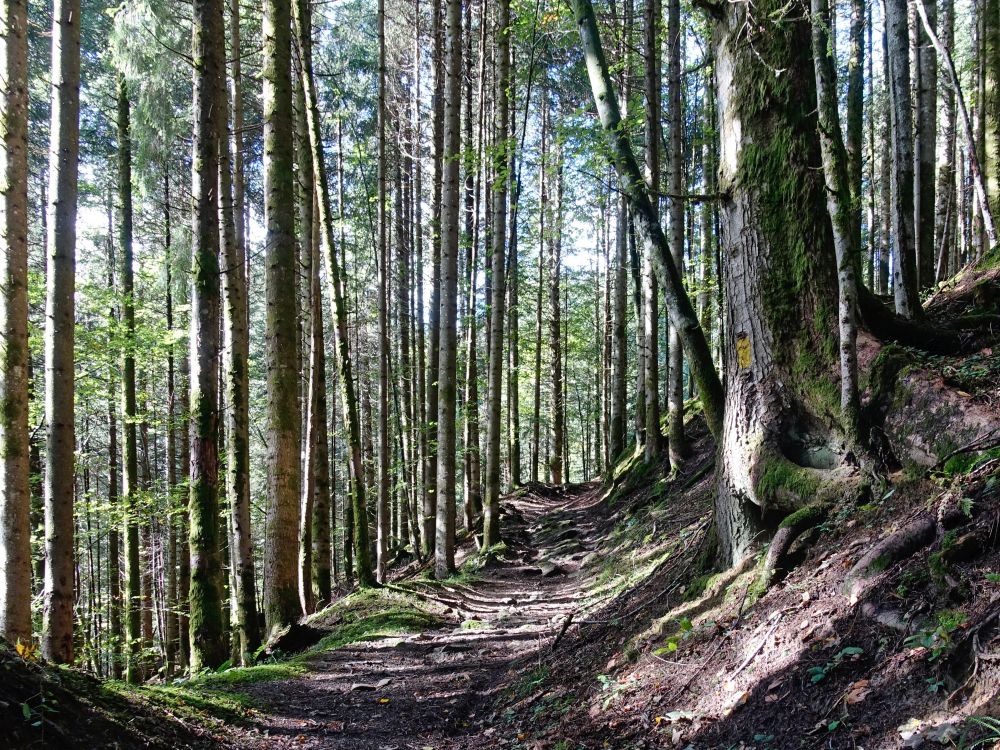 Waldweg