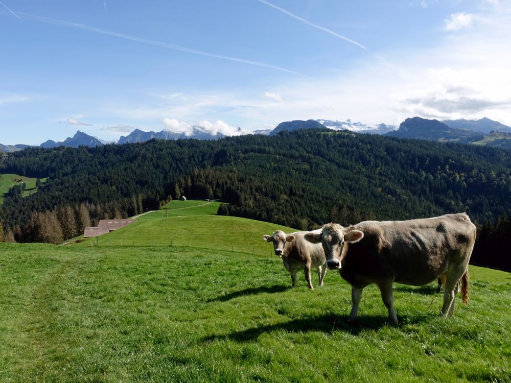 Kühe oberhalb Rindereggli und Bergspitzen