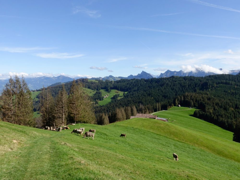 Kühe oberhalb Rindereggli und Bergspitzen