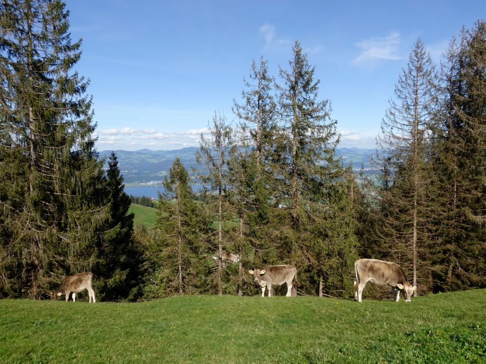 Kühe mit Blick zum Zürichsee