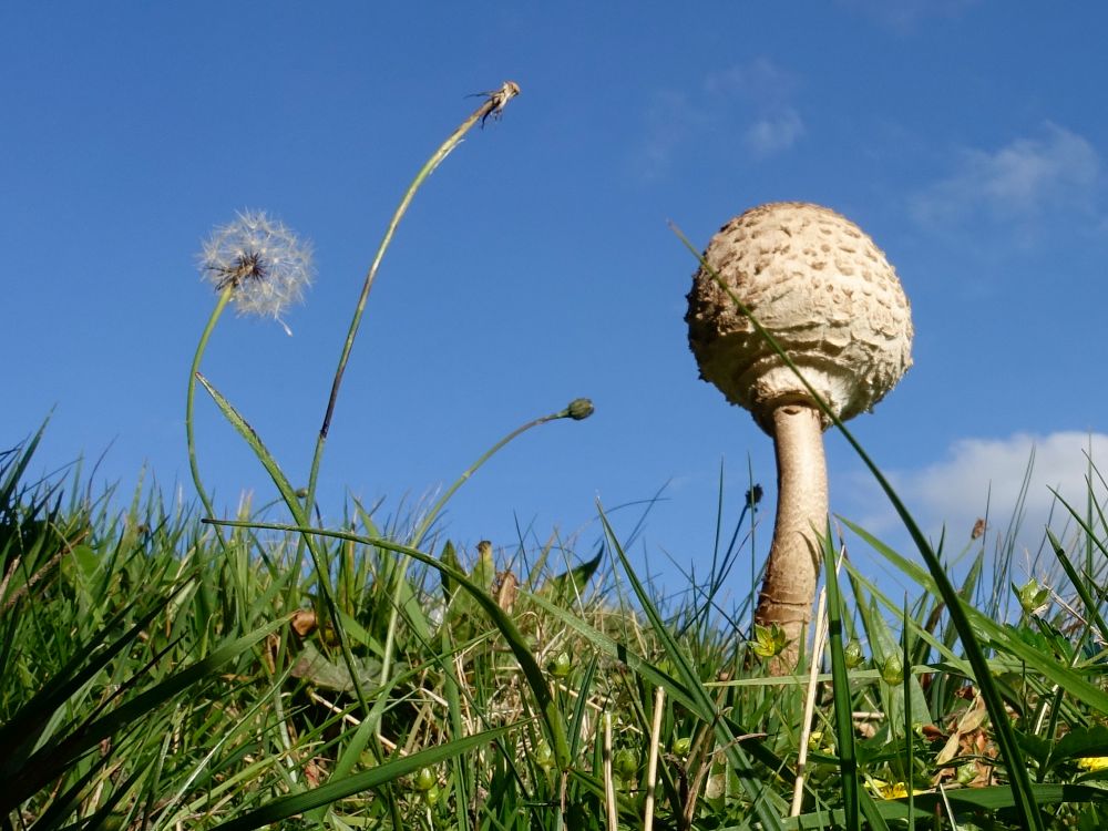 Pilz mit Pusteblume