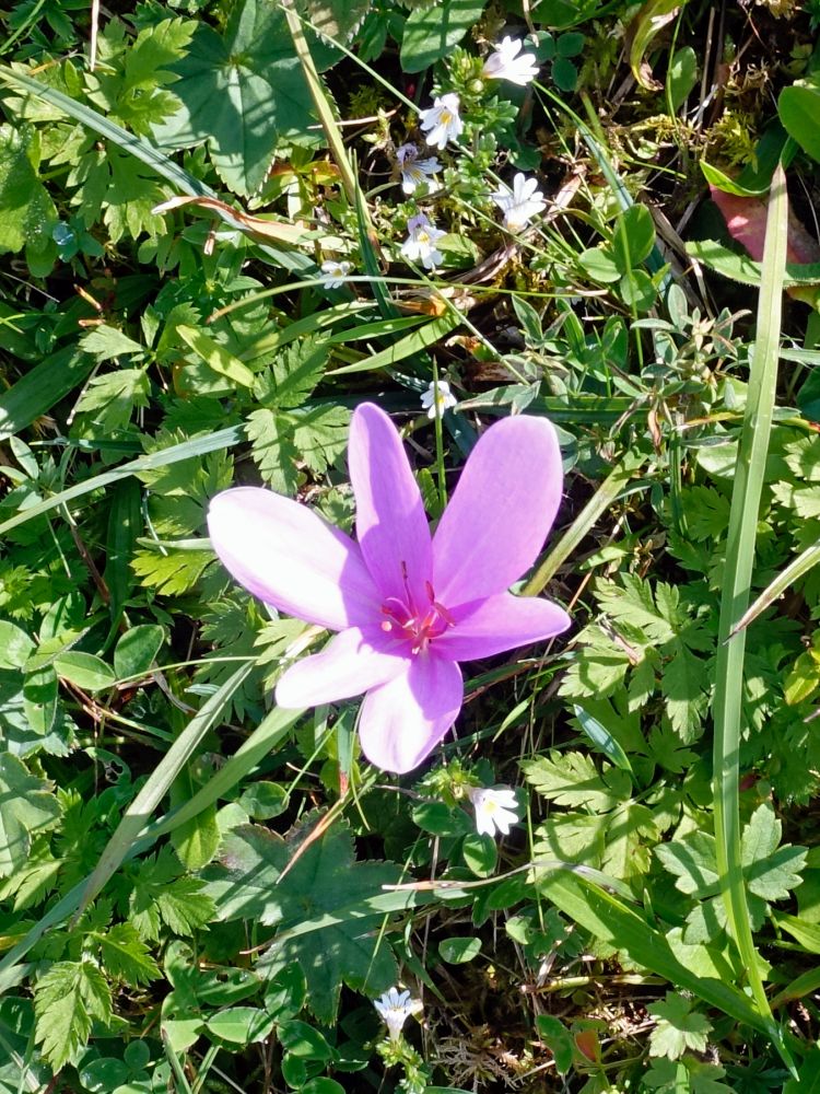 Blüte Herbstzeitlose