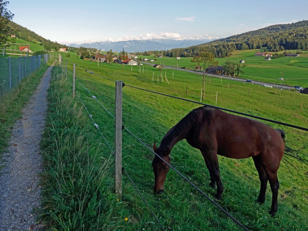 Pferd am Wanderweg