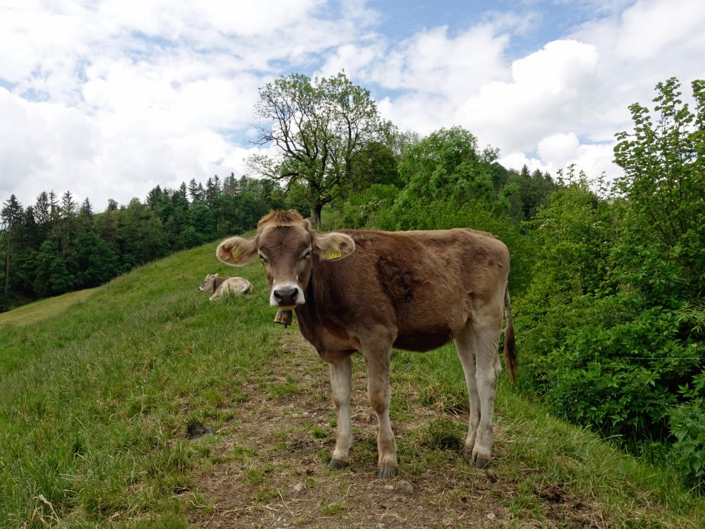 Junge Kuh auf dem Pfad