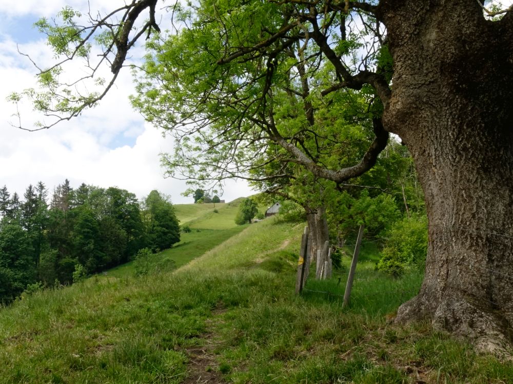 Pfad oberhalb Flucht