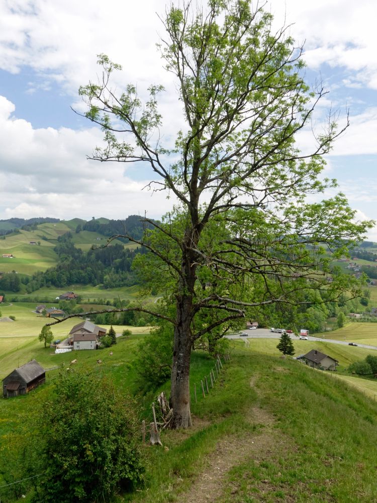 Pfad oberhalb Flucht