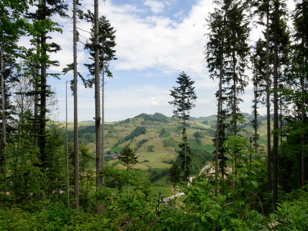 Blick durch die Baumlücke