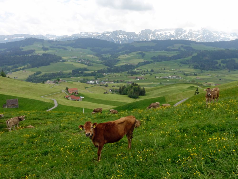 Kuhweide mit Säntisblick