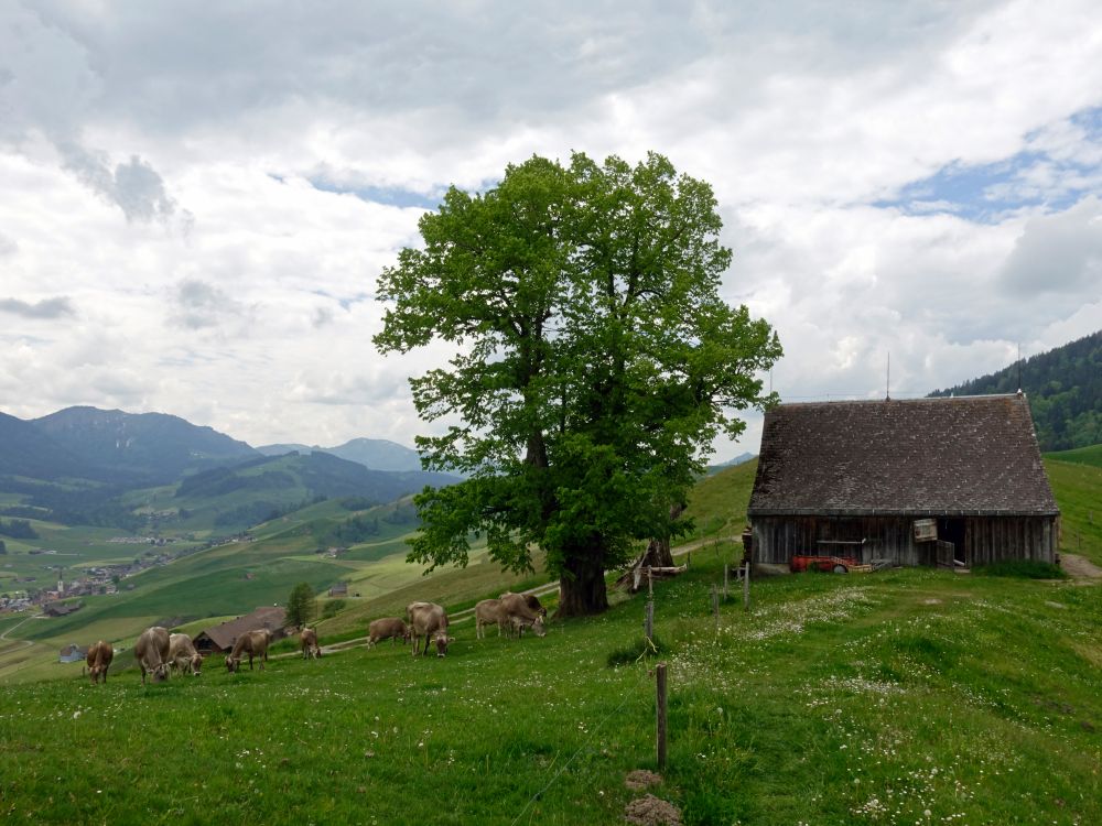 Scheune und Kuhherde Nähe Chuterenegg