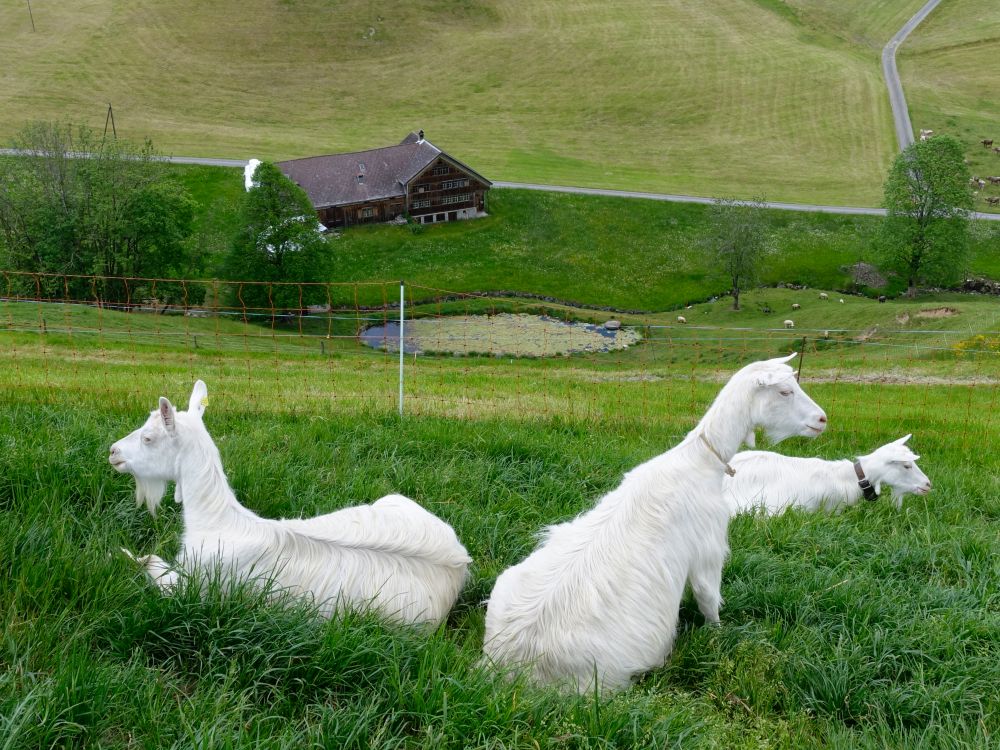 Ziegen überm Weiherhof