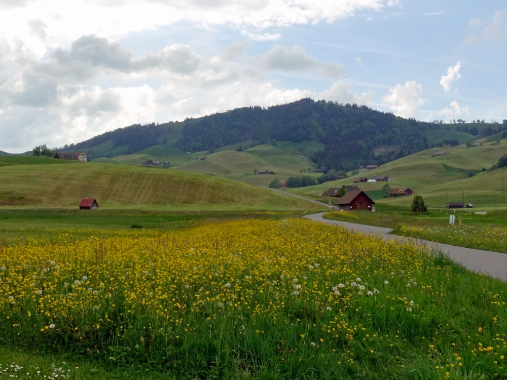 Blumenwiese mit Hüttenberg