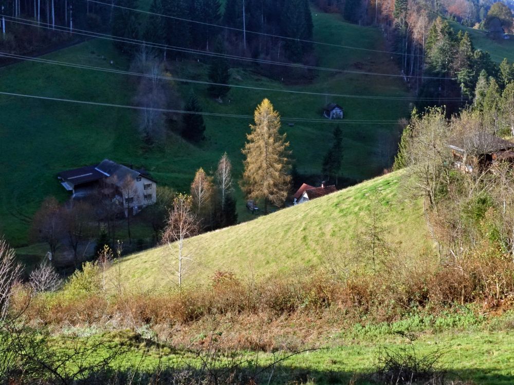 Lärche im Sonnenlicht