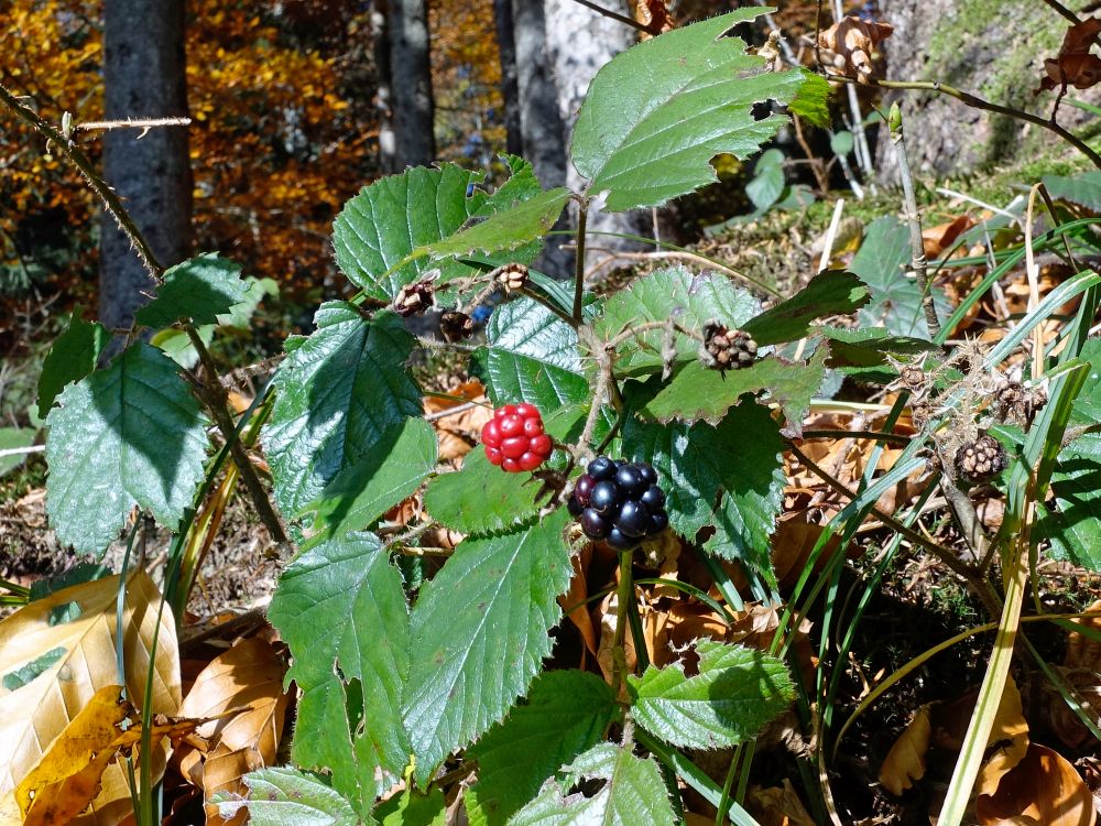 Brombeeren