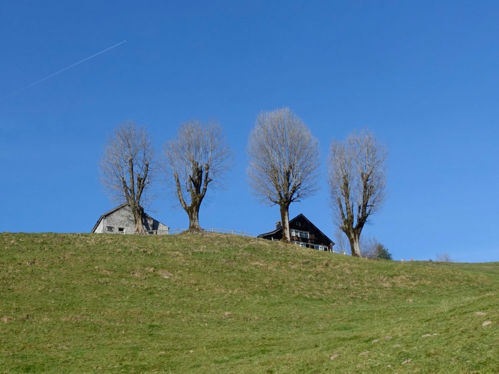 kahle Bäume am Bauernhof Büel