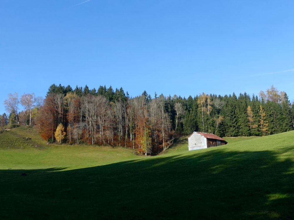 Herbstwald