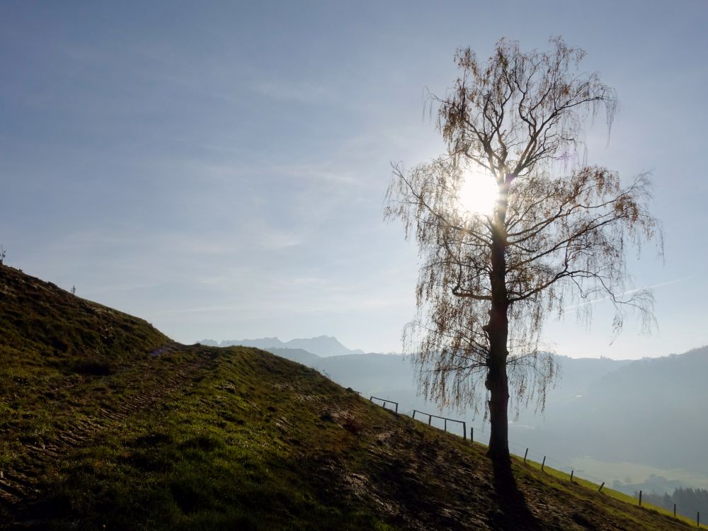 Baum im Gegenlicht