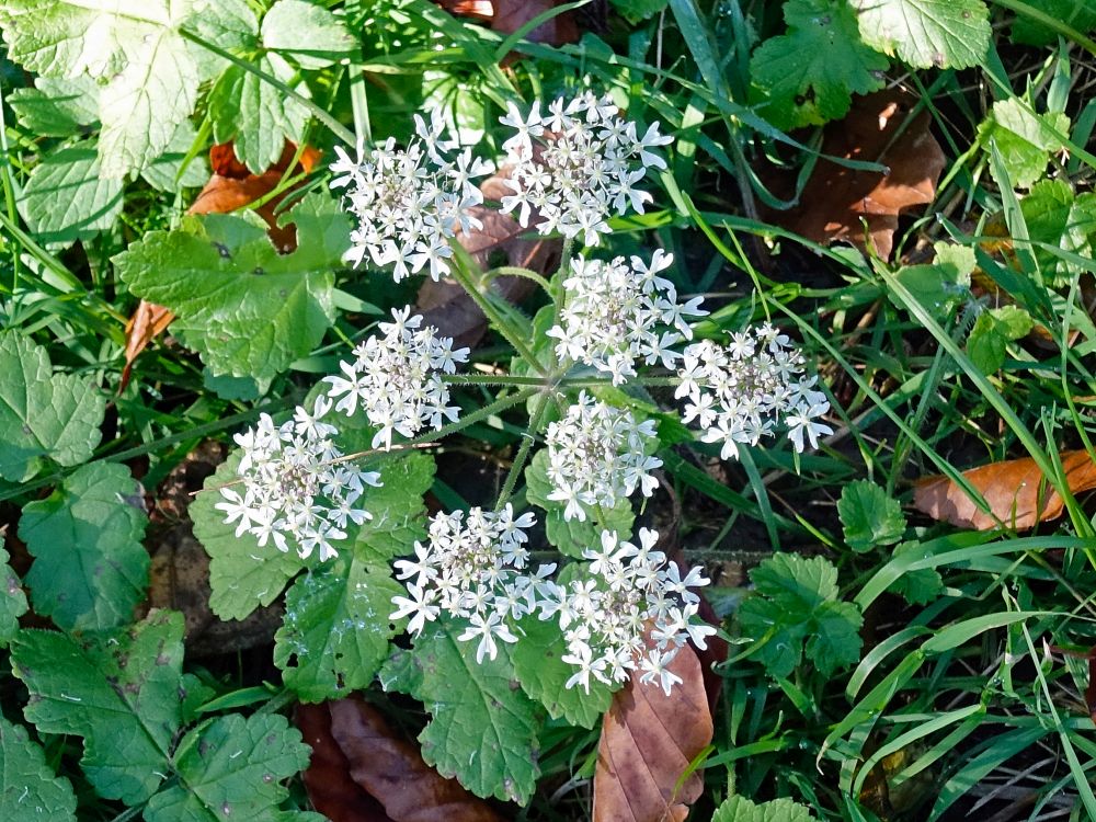 Blüten von Wiesen-Bärenklau