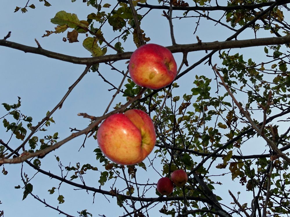 Äpfel im November