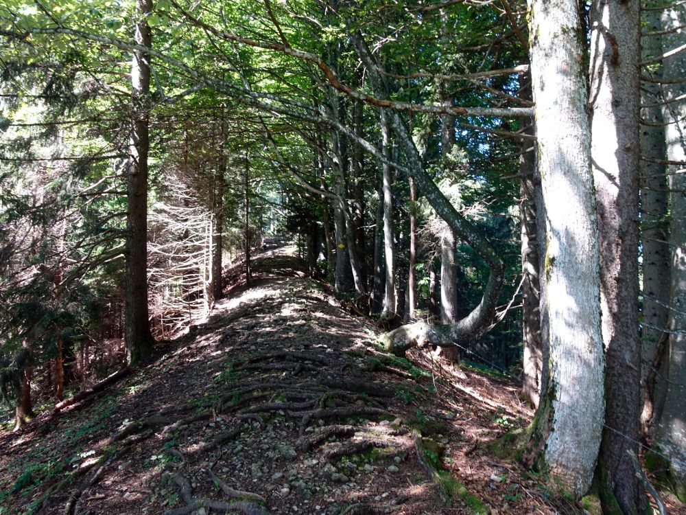 Gratweg im Wald