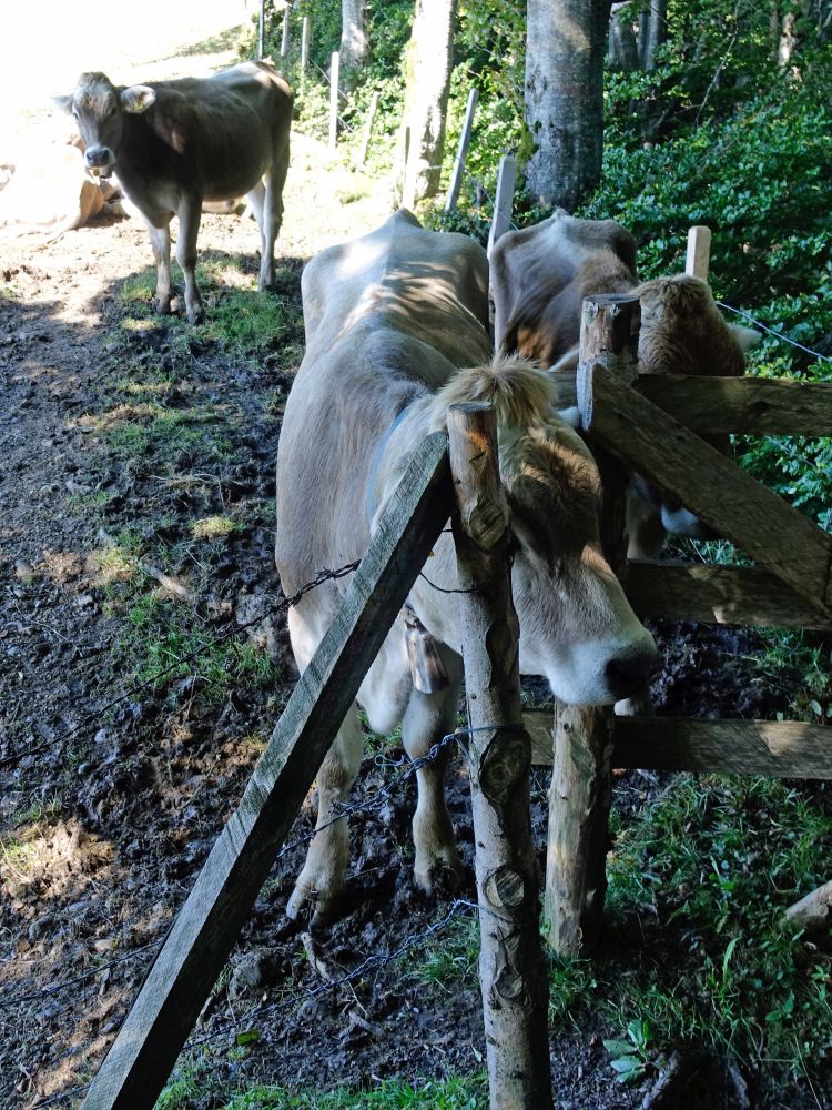 aufdringliche Kuh