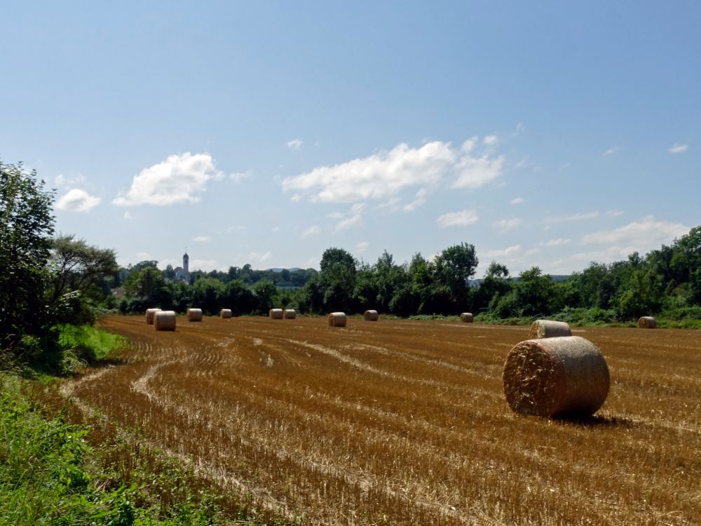 Stoppelfeld