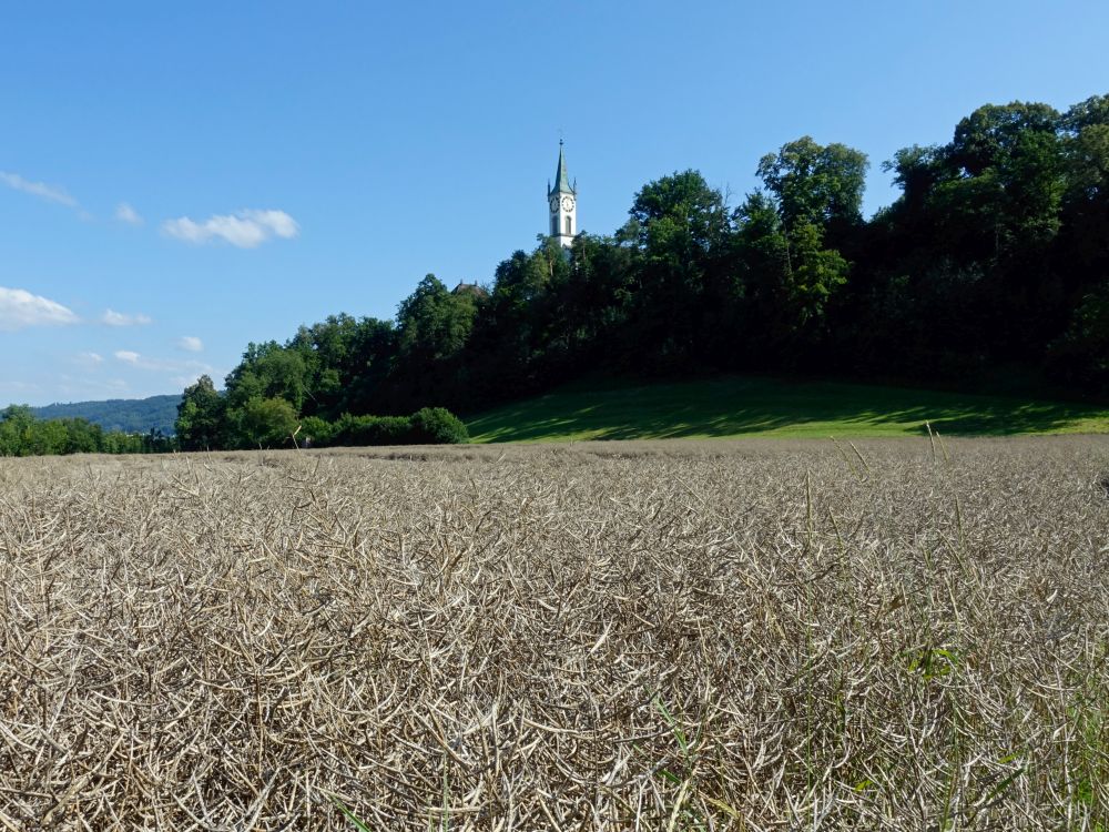 Kirche Vorderrein über Rapsfeld