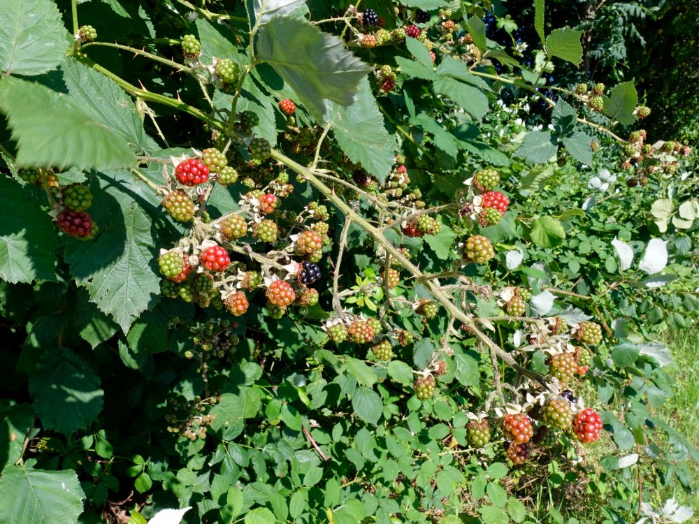 Brombeer