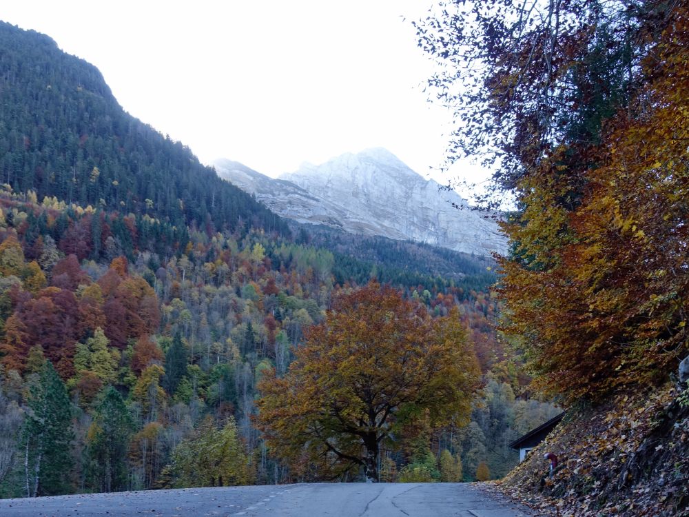 Baum bei Äschen