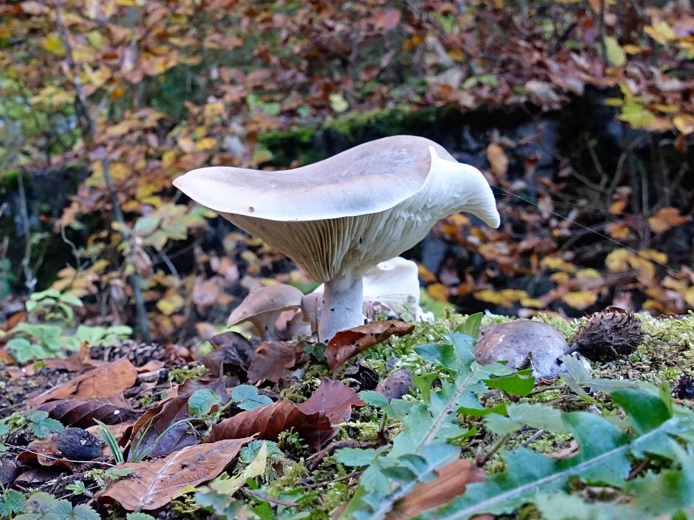 Pilz