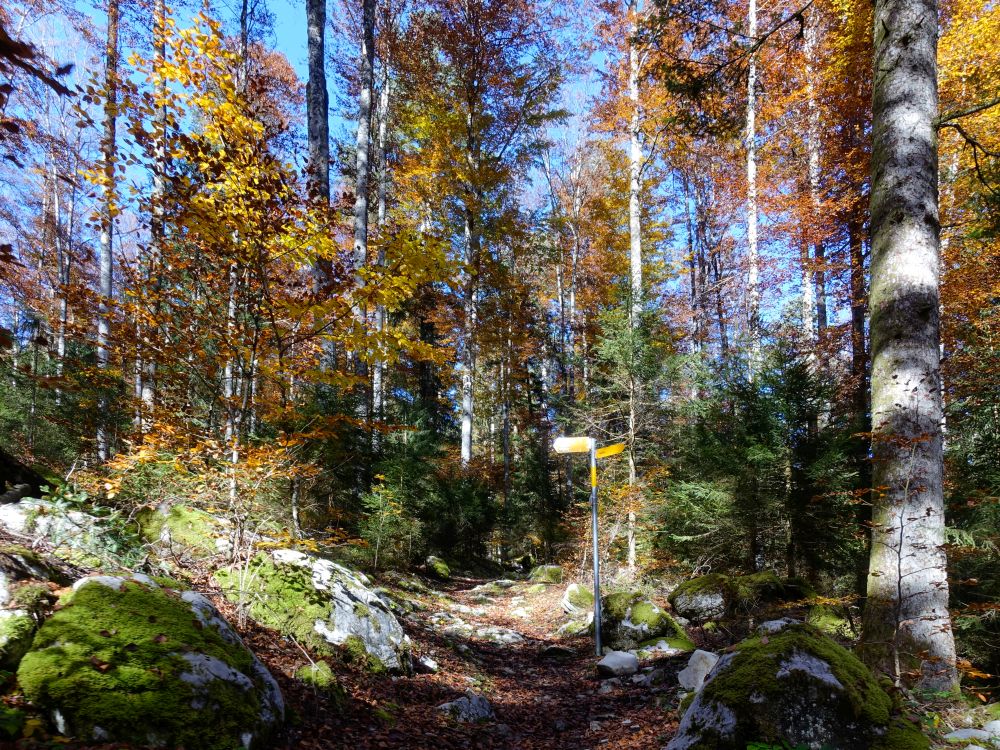 Waldweg