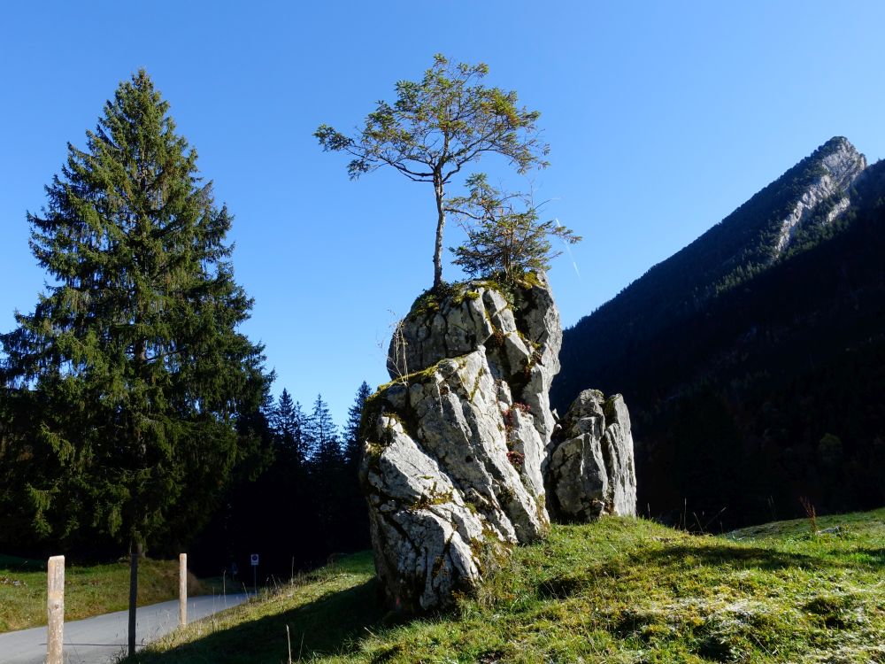 Bäumchen auf Fels