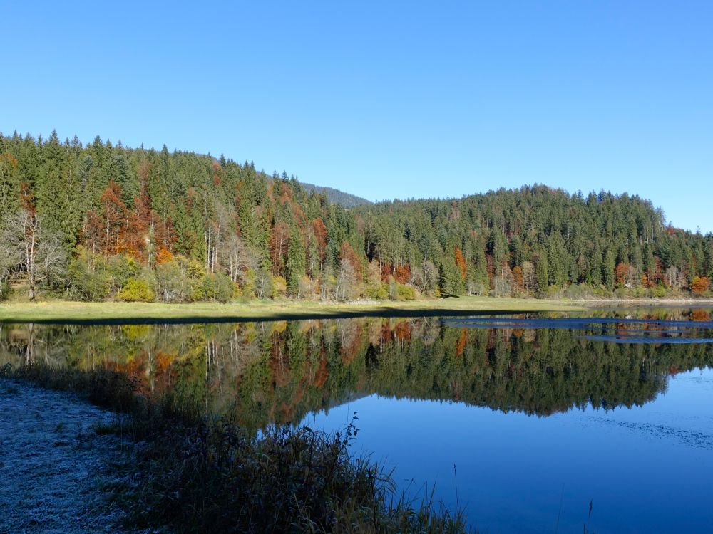 Herbstwald am Obersee