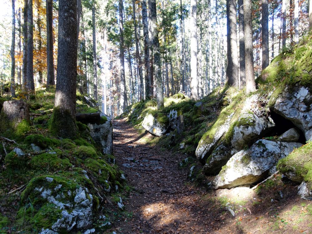 Waldweg