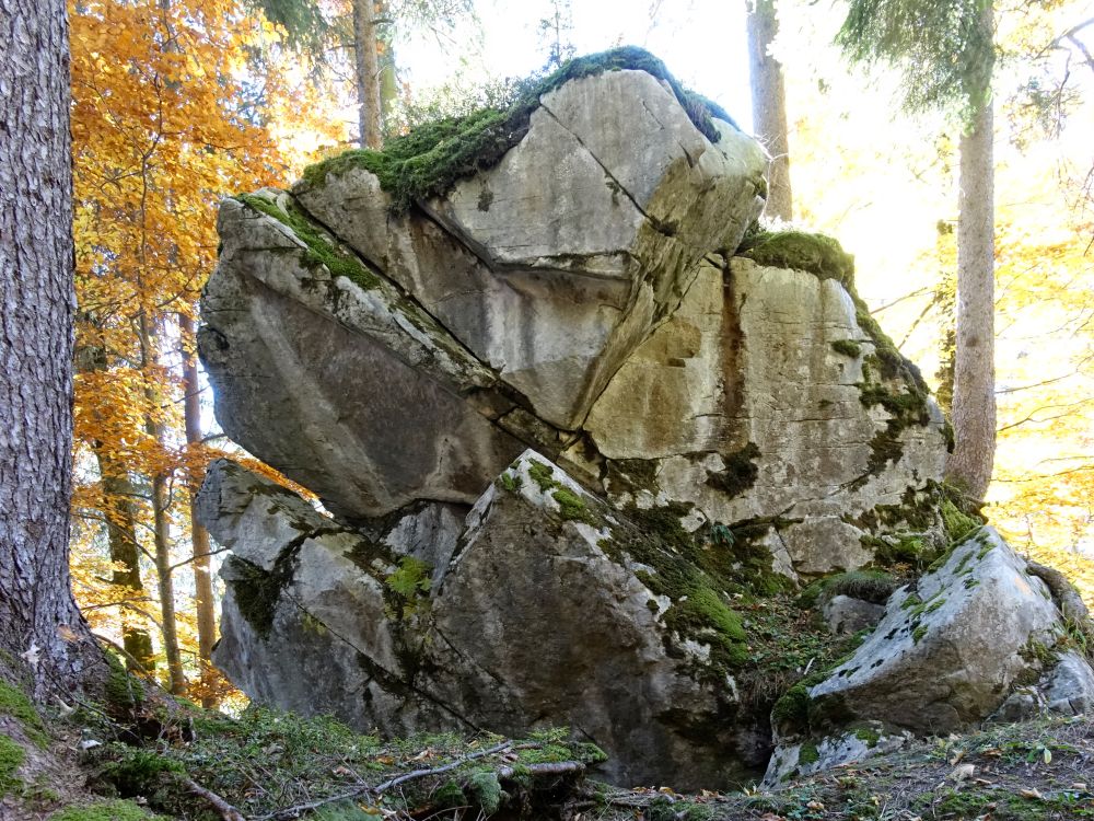 Fels im Wald
