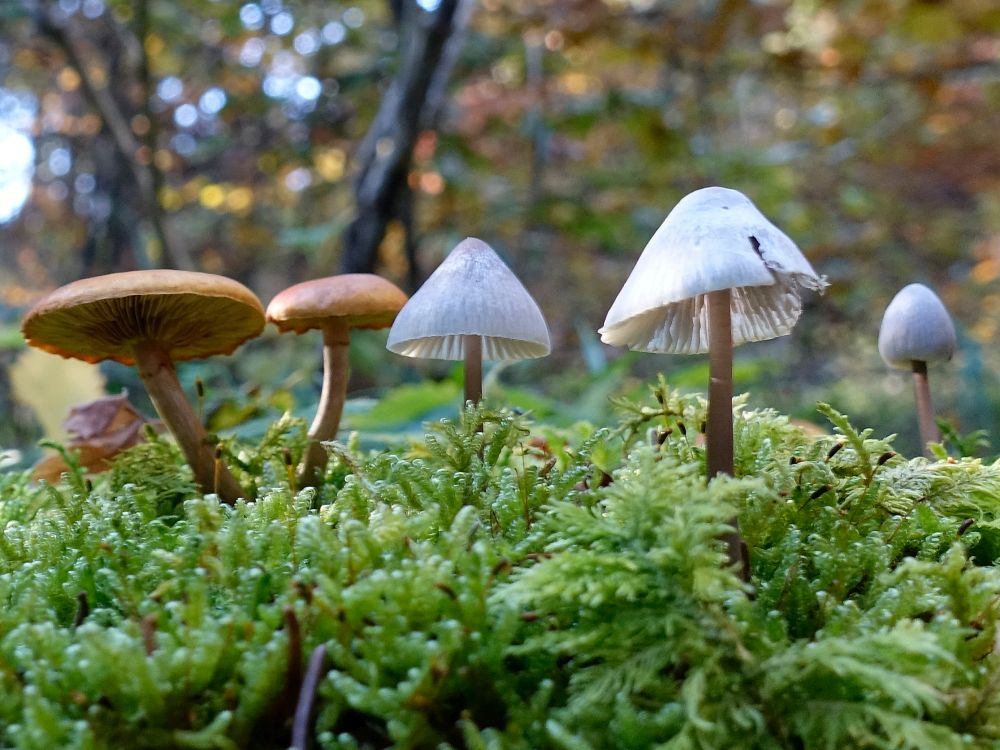 Pilze im Moos