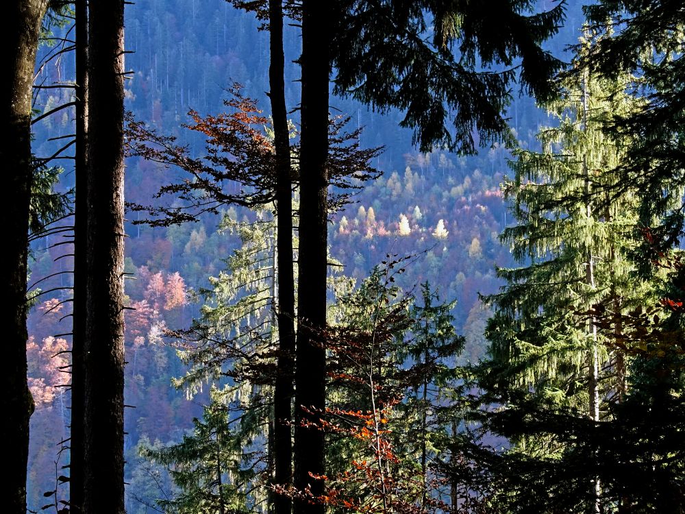 Herbstwald
