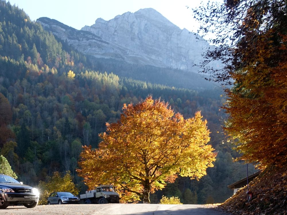 Baum bei Äschen und Rautispitz