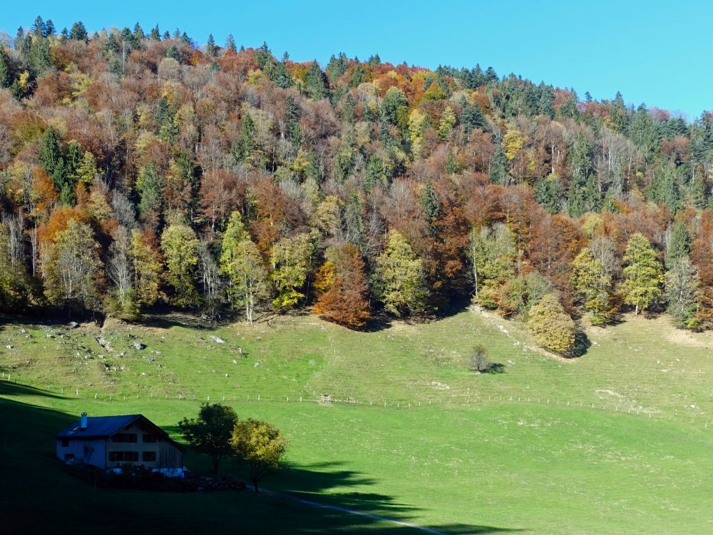 Rütiberg mit Herbstwald