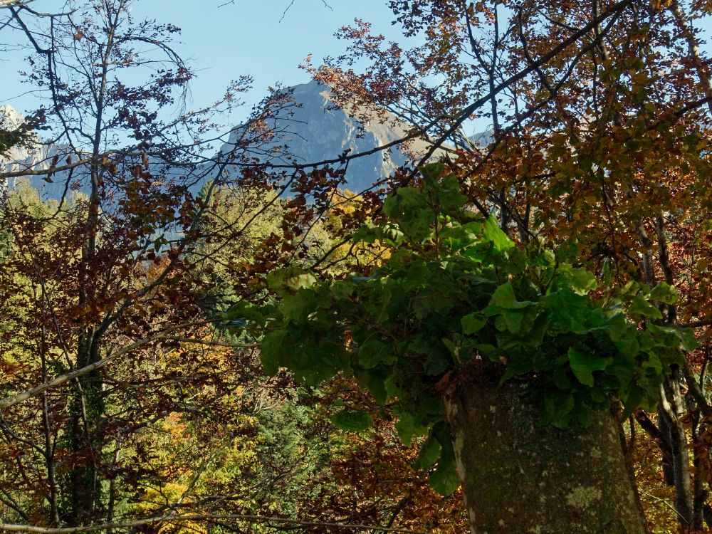 neues Leben am Baumstumpf
