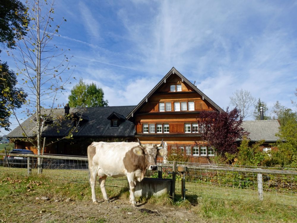 Bauernhof mit Kuh