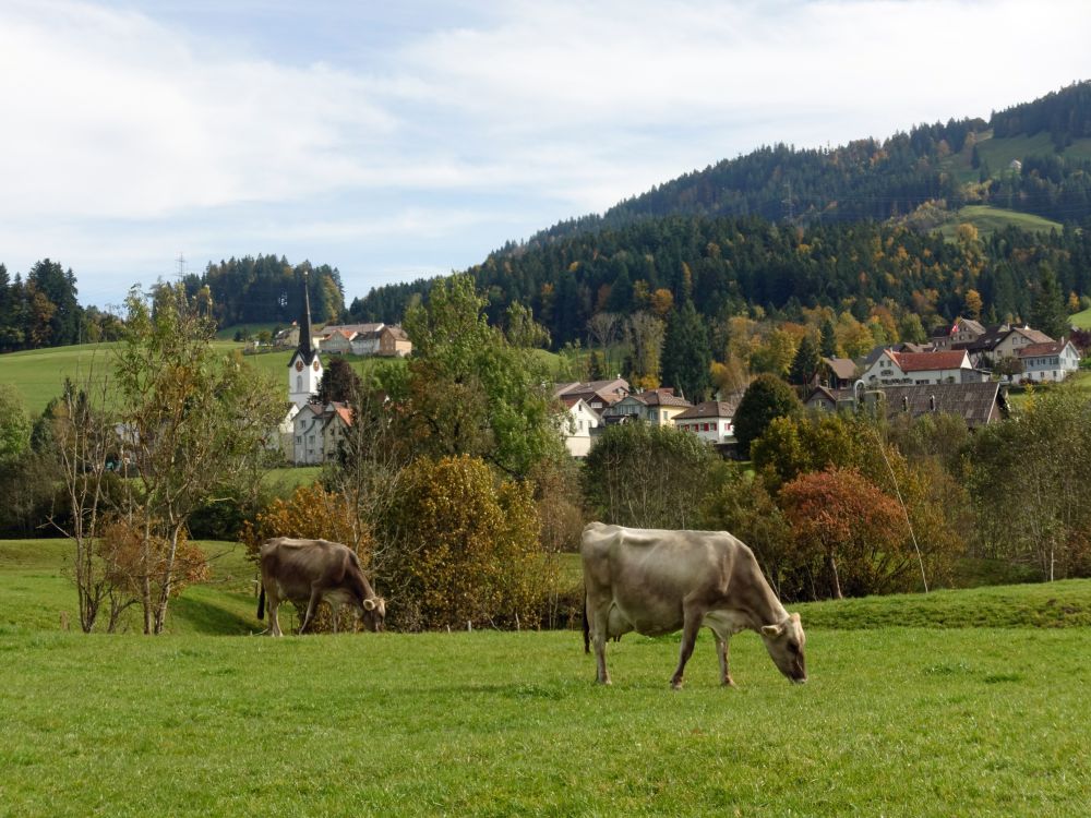 Kühe vor Schönengrund